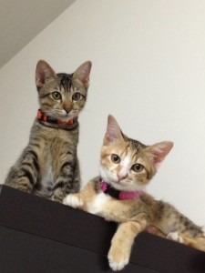 Kittens at The Muses up for adoption!